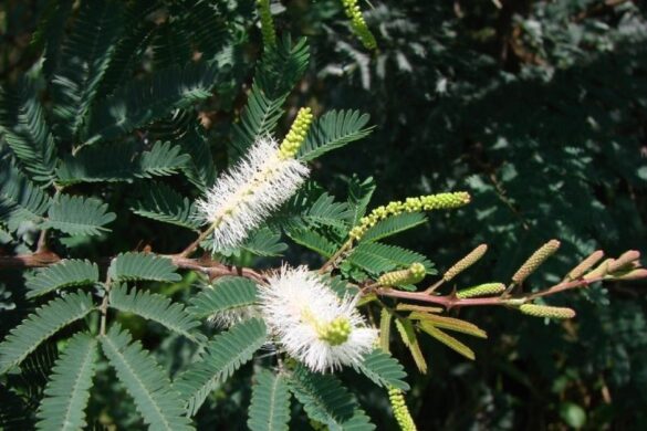 DMT plant helps with depression