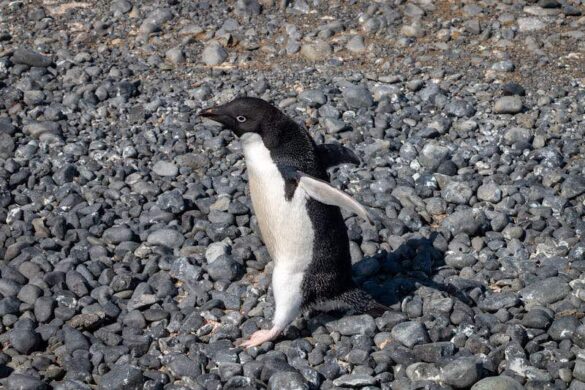 Penguin on pebbles