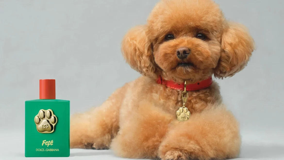 Fefé, el perfume para perros de D&G.