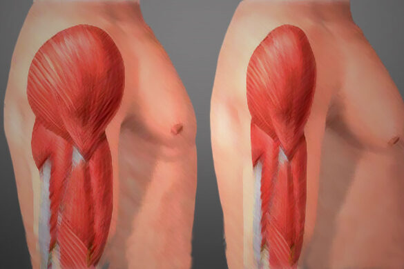 cuanto tiempo sin entrenar masa muscular