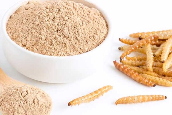 harina de gusano comestible