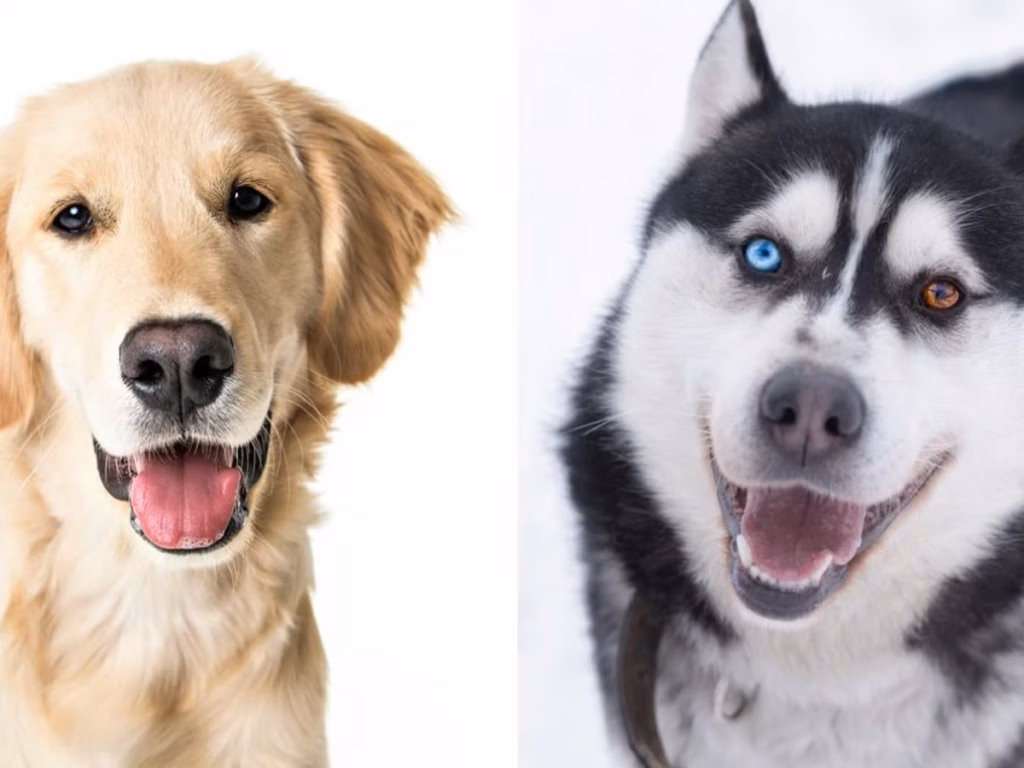 mejores y peores razas de perro