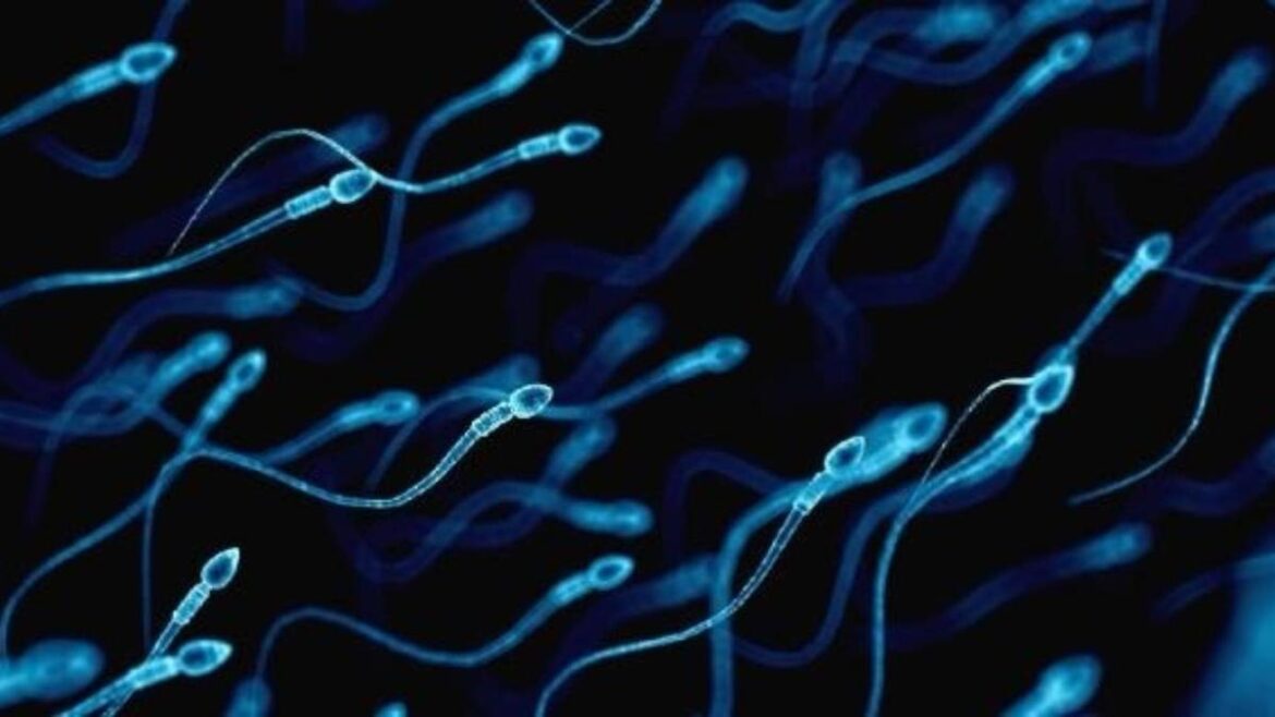 primera carrera espermatozoides televisada