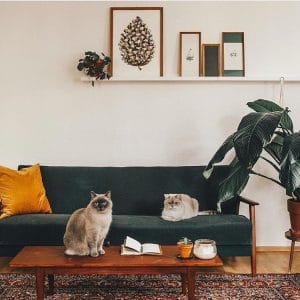 groene bank, plant ernaast, kat op houten salontafel witte muur, plank boven bank met decoraties