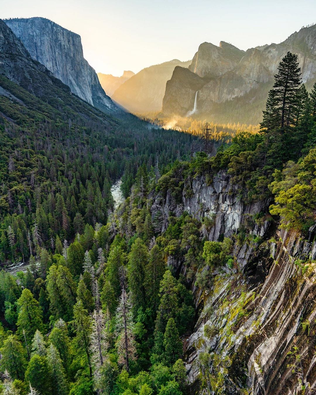 Chris Burkard groot bos