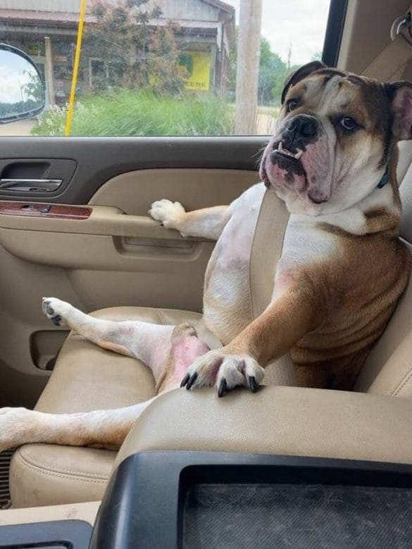 Grappige Foto s Deze 43 Afbeeldingen Maken Je Dag Weer Goed grappige-foto-s-deze-43-afbeeldingen-maken-je-dag-weer-goed