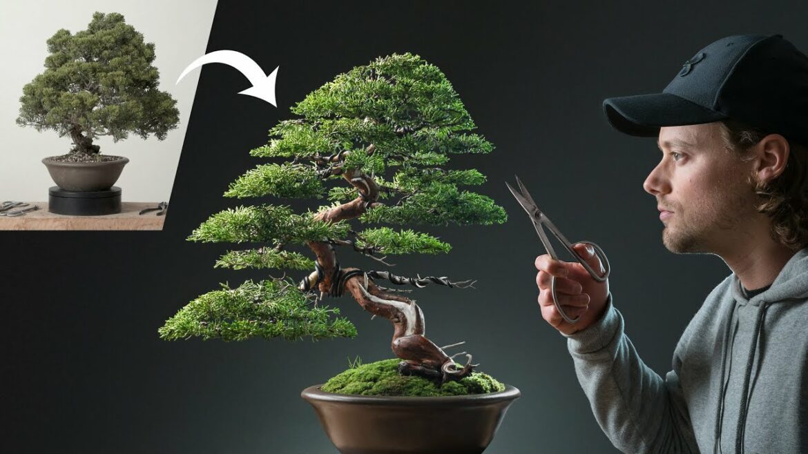 Boom van Bonsai Releaf