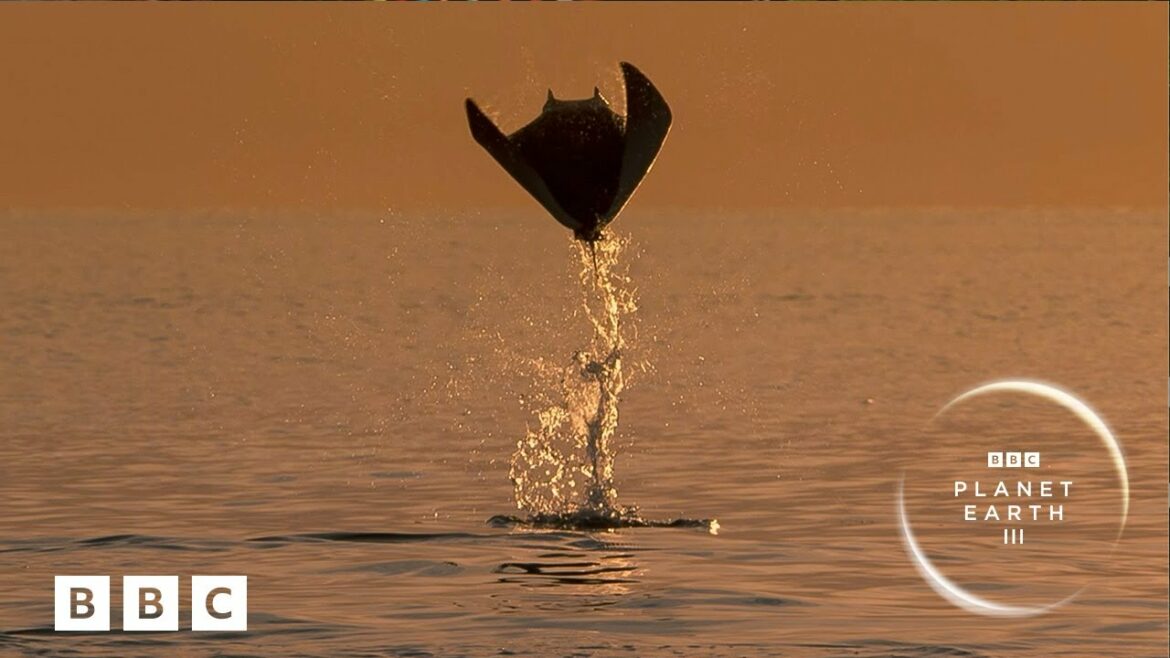nieuwe serie van David Attenborough, natuurbeelden
