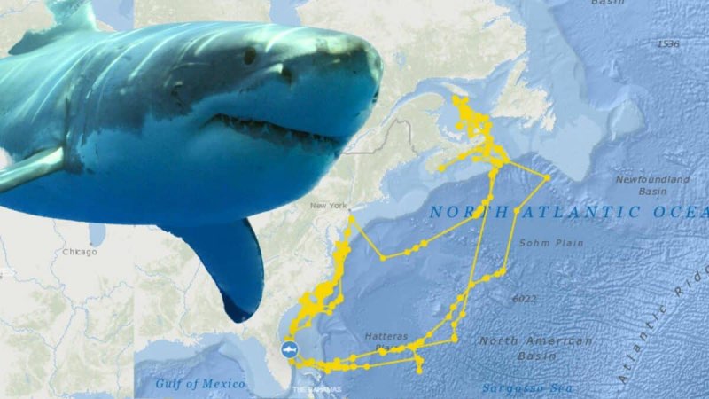 Shark portrait
