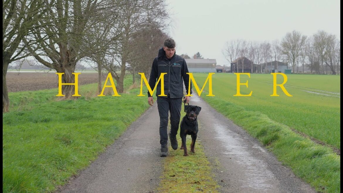 Protection Dogs WorldWide op YouTube