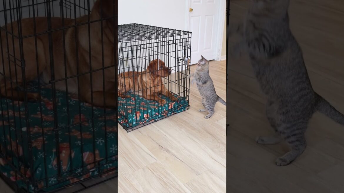 'Ruby the Labrador' op YouTube