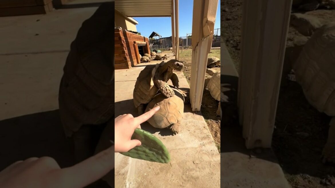 'The Tortoise Whisperer' op YouTube
