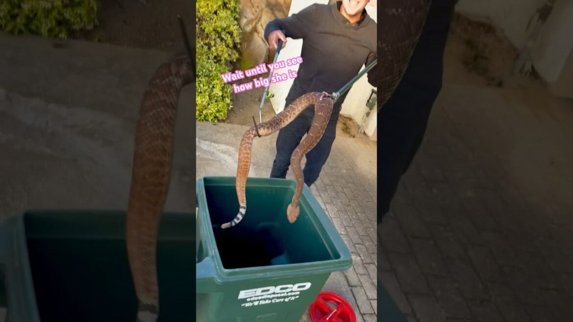 'RBI Snake Wrangler' op YouTube