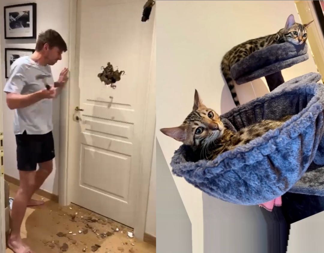 Max Verstappen Cat FT