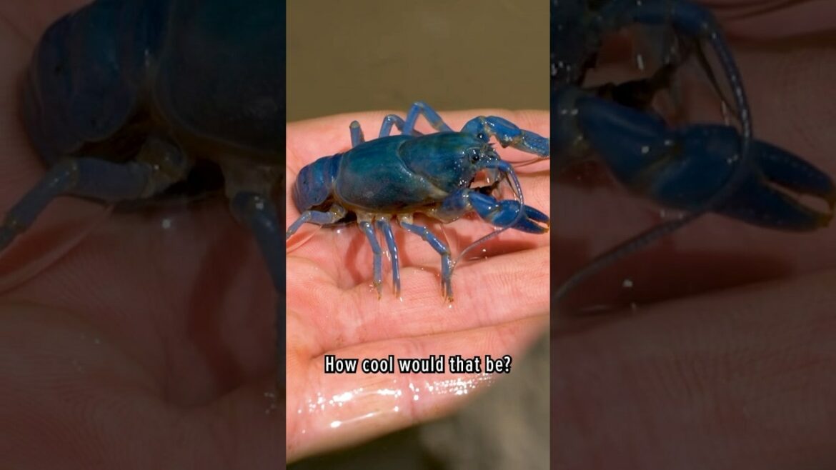 Coyote Peterson op YouTube