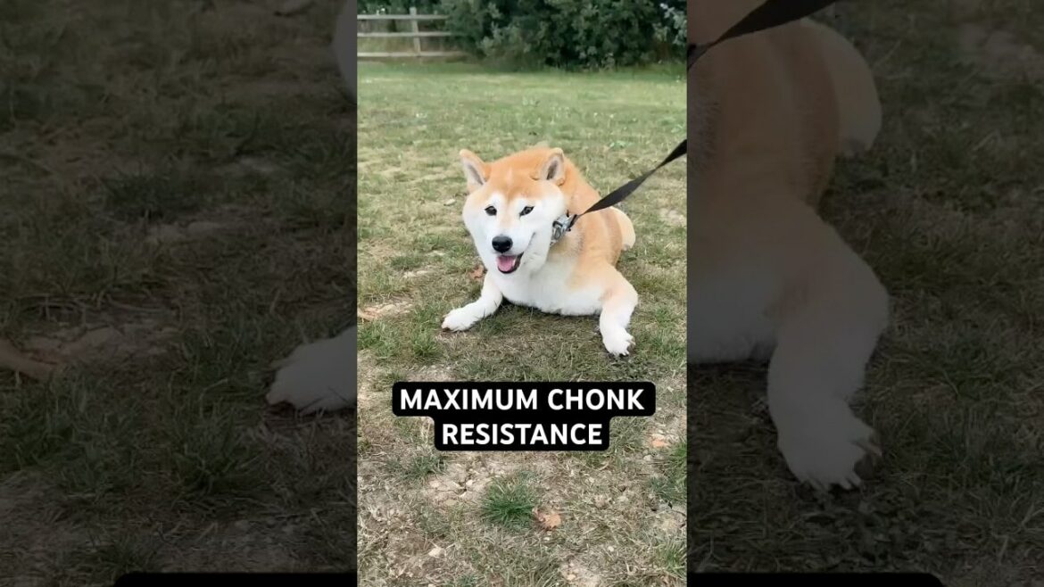 'Eevee Bork the Shiba' op YouTube