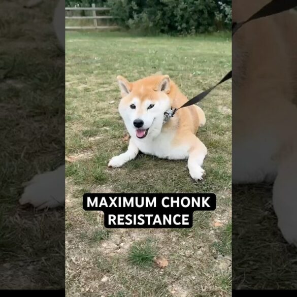 'Eevee Bork the Shiba' op YouTube