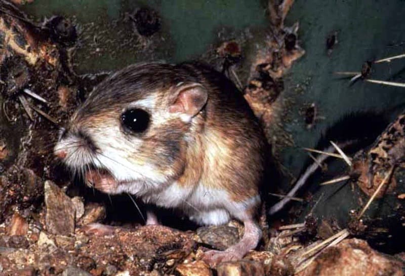 Dieren met korte levensduur FT