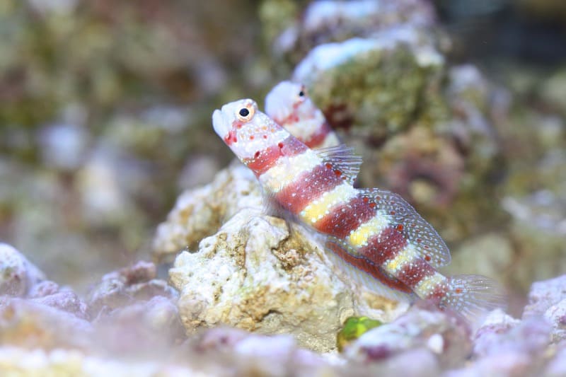 Pygmee Gobies