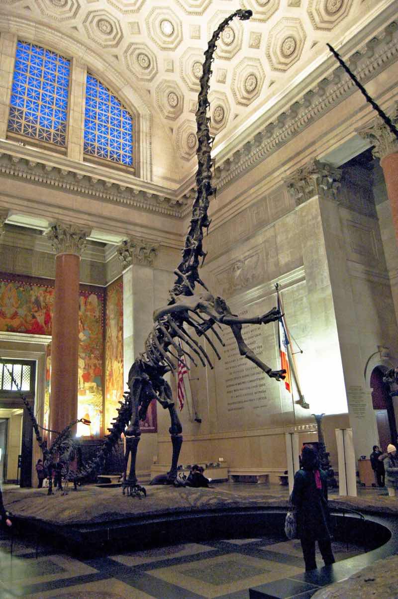 Barosaurus Skelet