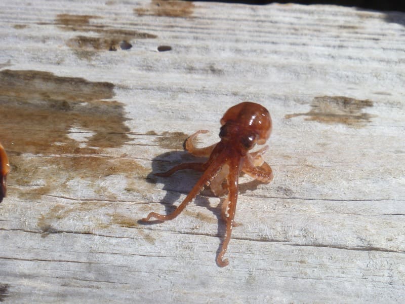 Kleine octopus