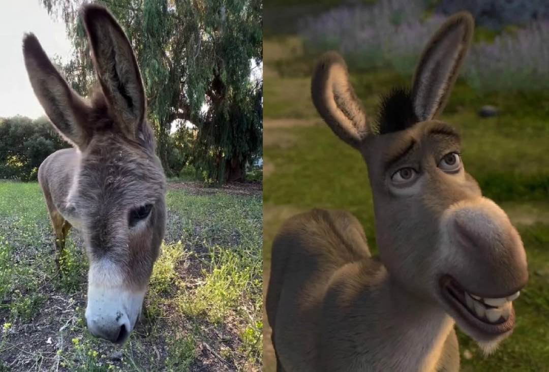 Donkey FT Shrek
