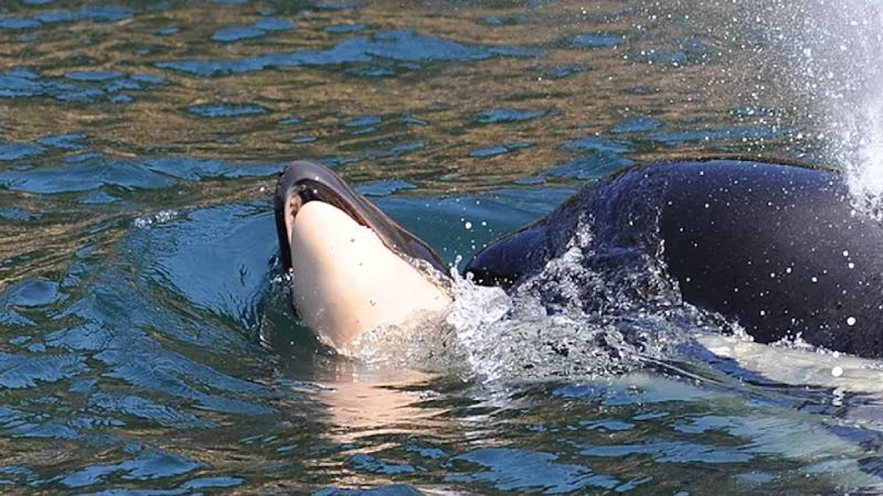 Orca Moeder duwt kalf 