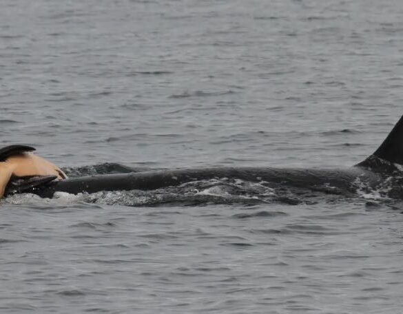Orca Moeder FT