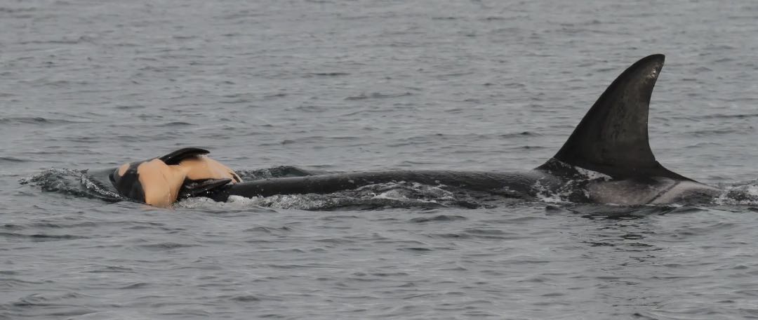 Orca Moeder FT
