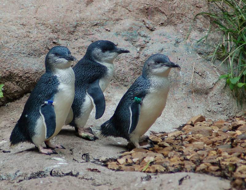 Dwerg Pinguïns in groep