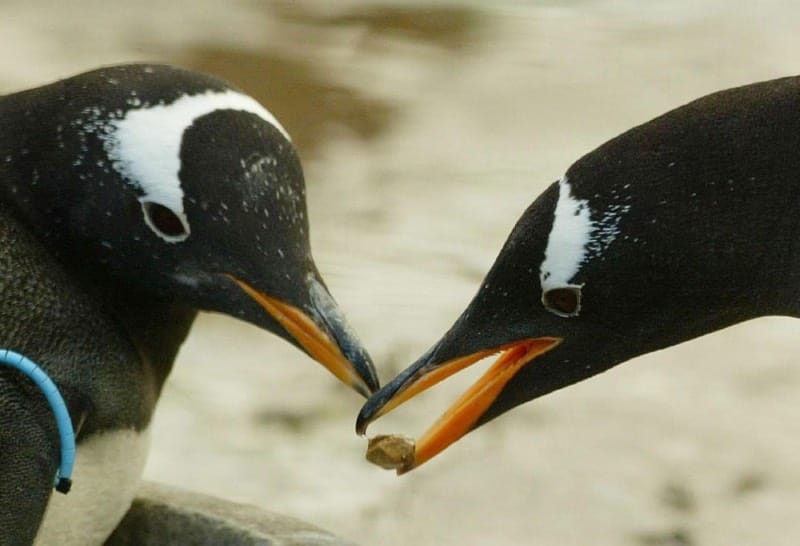 Pinguïns pebbling