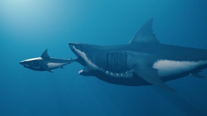 Megalodon eet andere haai