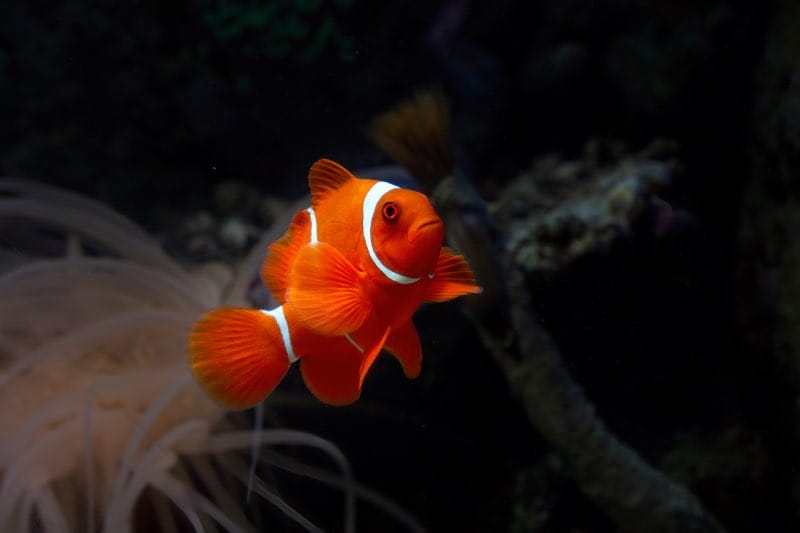 Anemoonvis in water