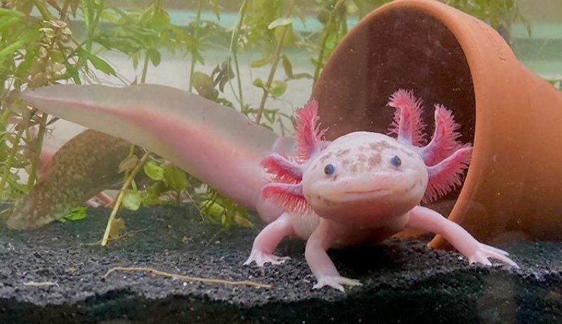 Axolotl FT