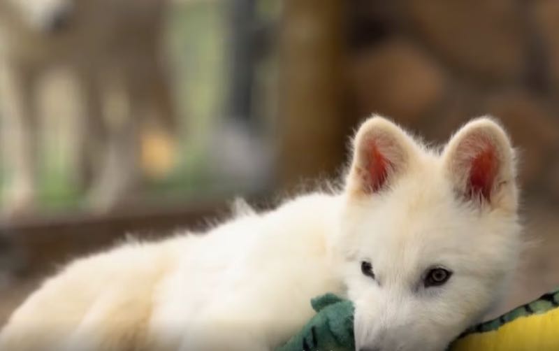 Dire wolf