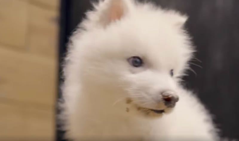 Kleine dire wolf reuzenwolf