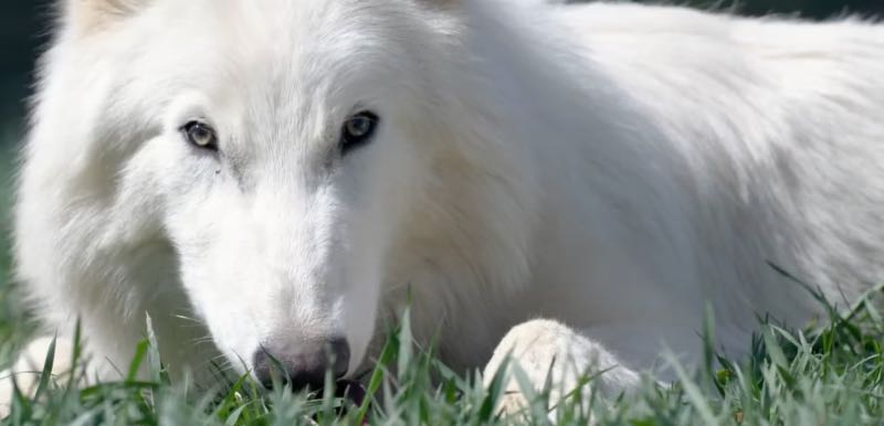 Witte Dire Wolf reuzen wolf