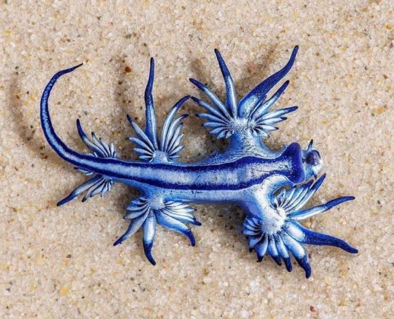 Blauwe Draak in water