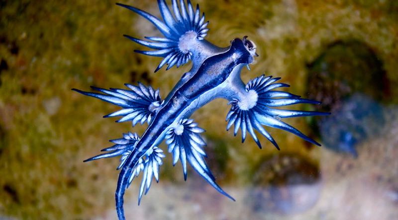 Blauwe draak